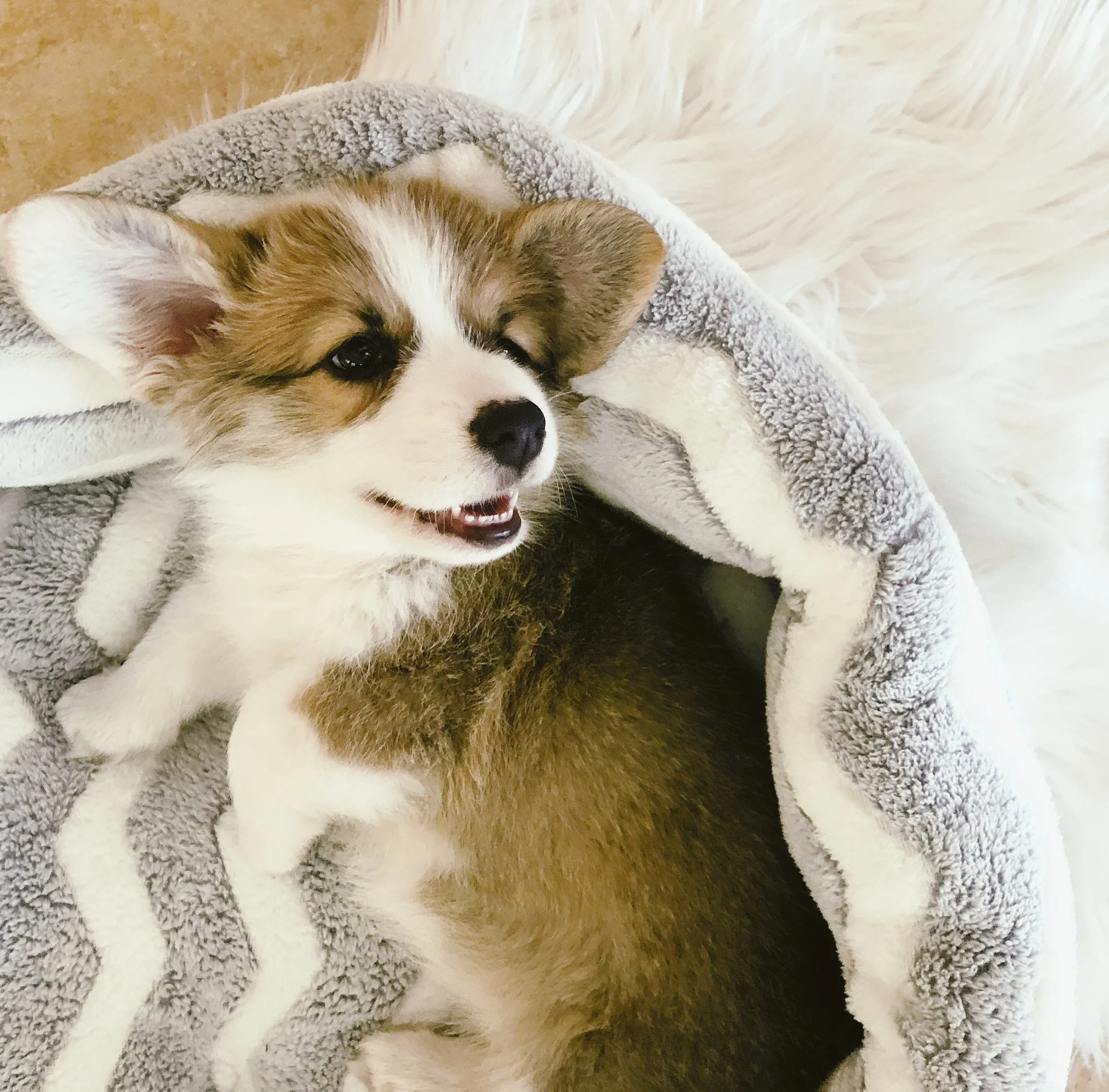 How to Train Your Corgi Puppy Not To Bite