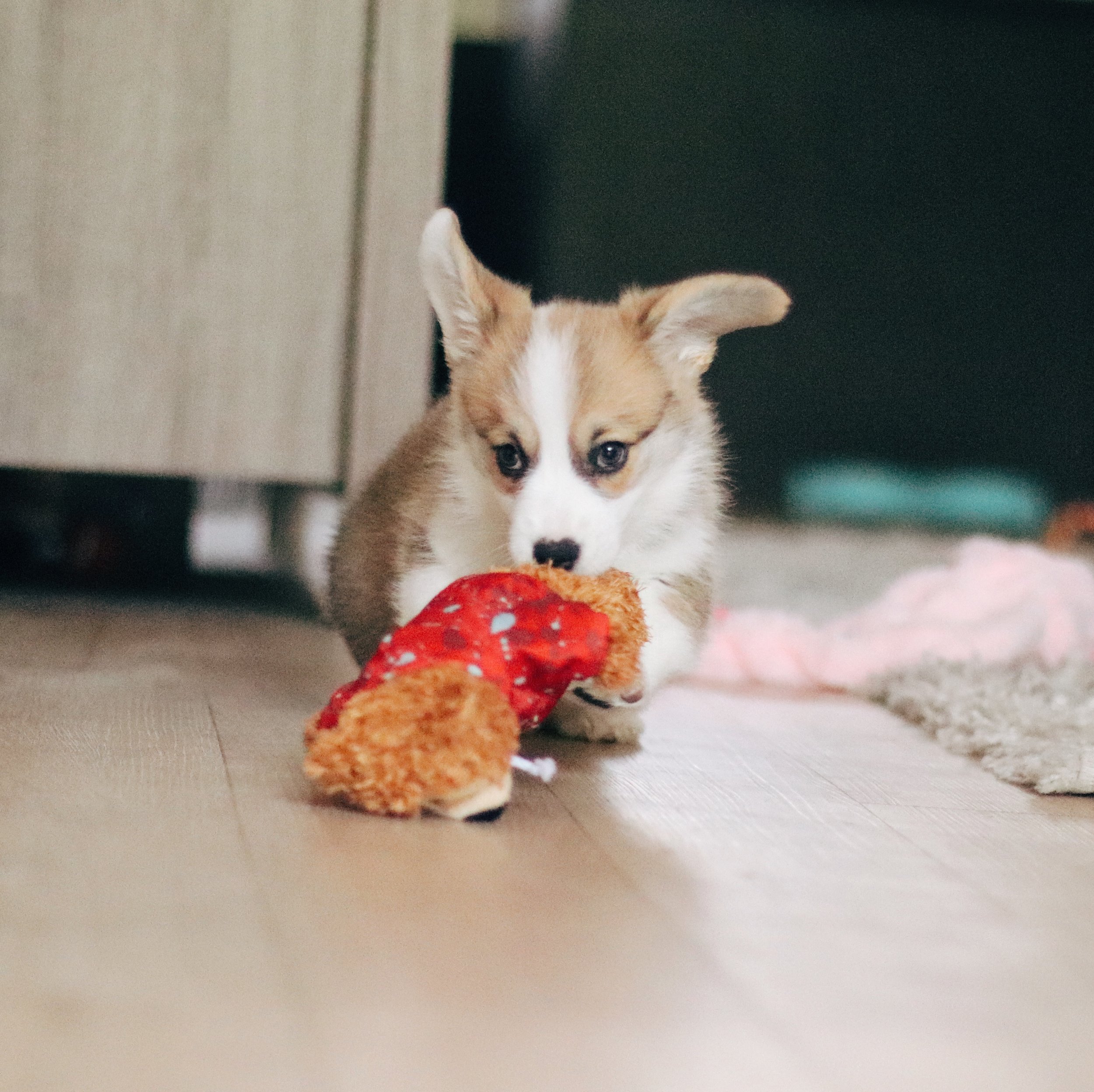 Train Your Corgi Puppy Not To Bite — Willo the Corgi