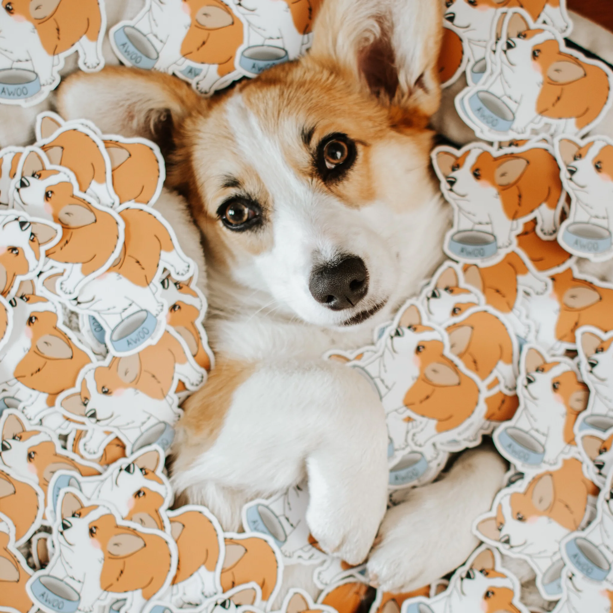 willo the corgi