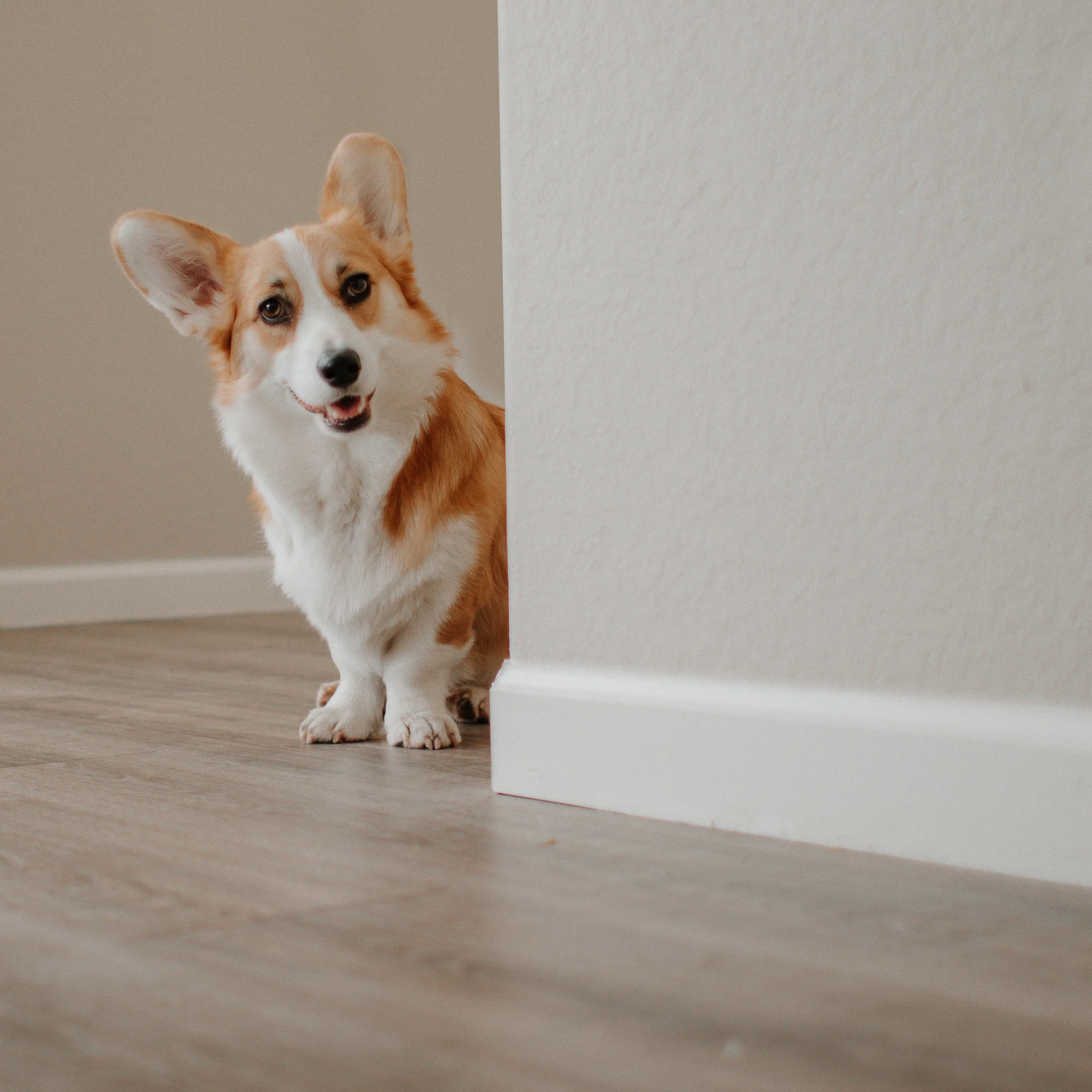 willo the corgi