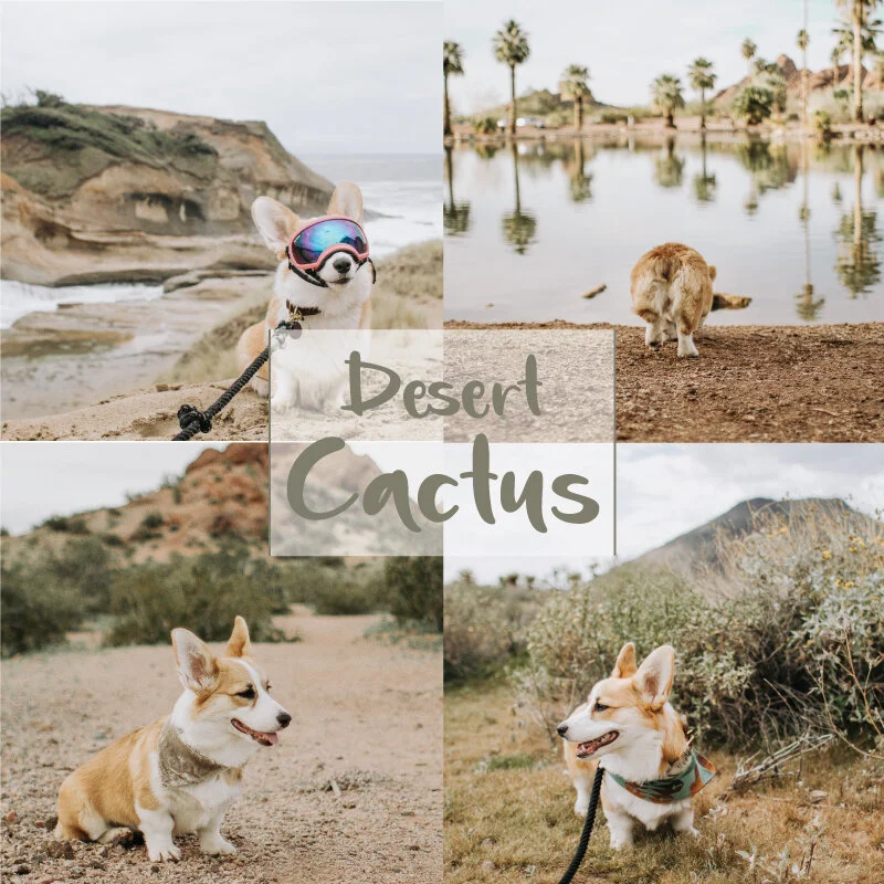 Desert-Cactus.jpg