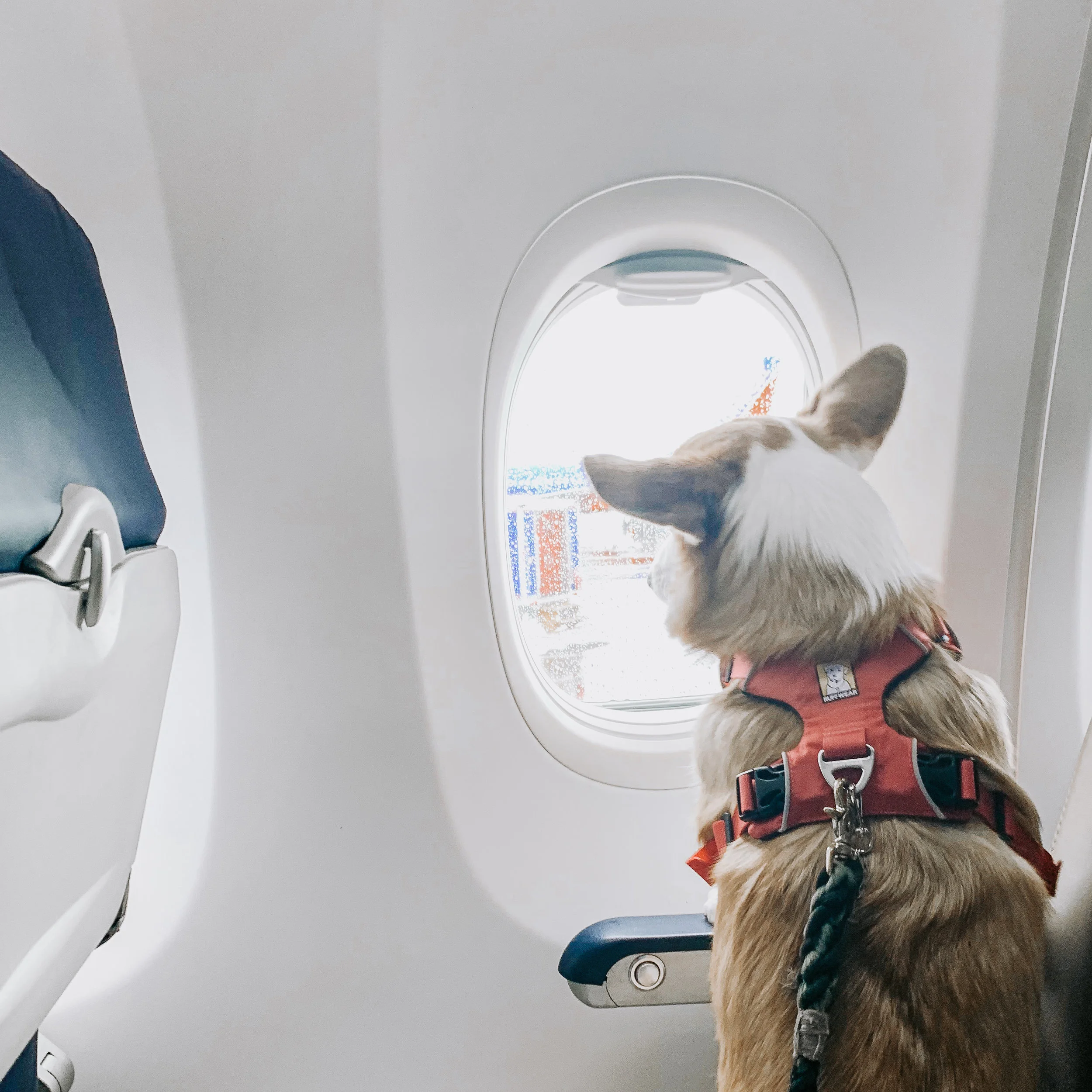How To Fly With Your Dog On Southwest and Delta Airlines
