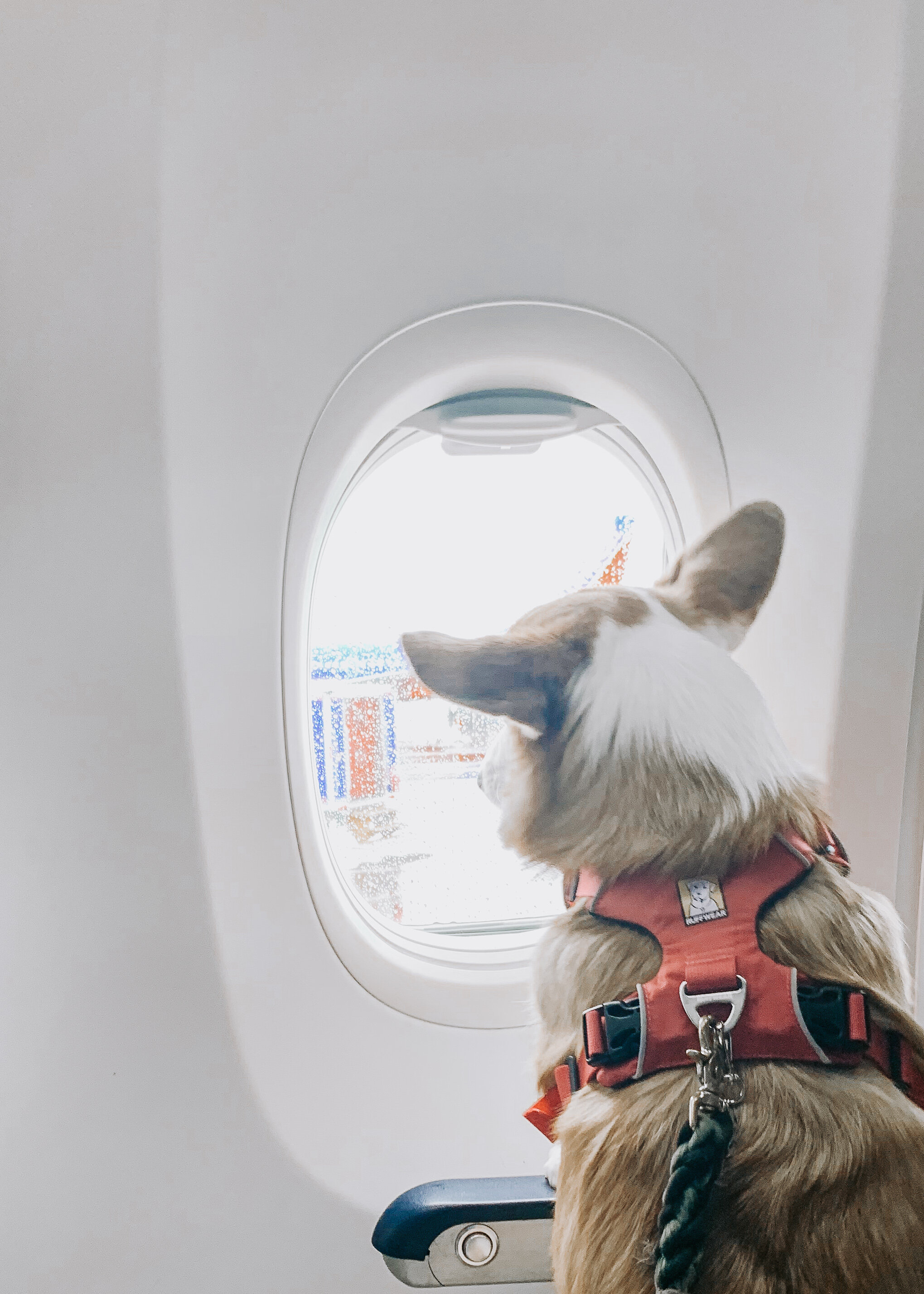 How To Fly With Your Dog As An Emotional Support Animal Willo The Corgi