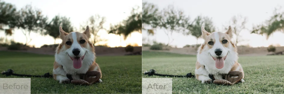 B&A-desert-cactus-2.jpg