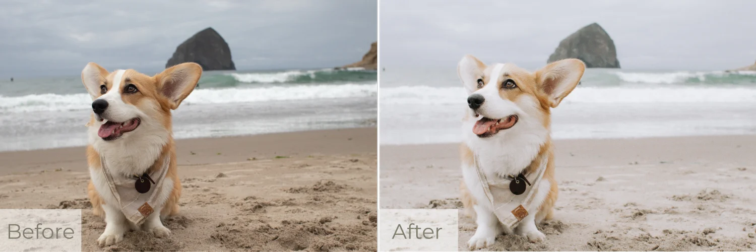 Dogdays-beforeafter-2.jpg
