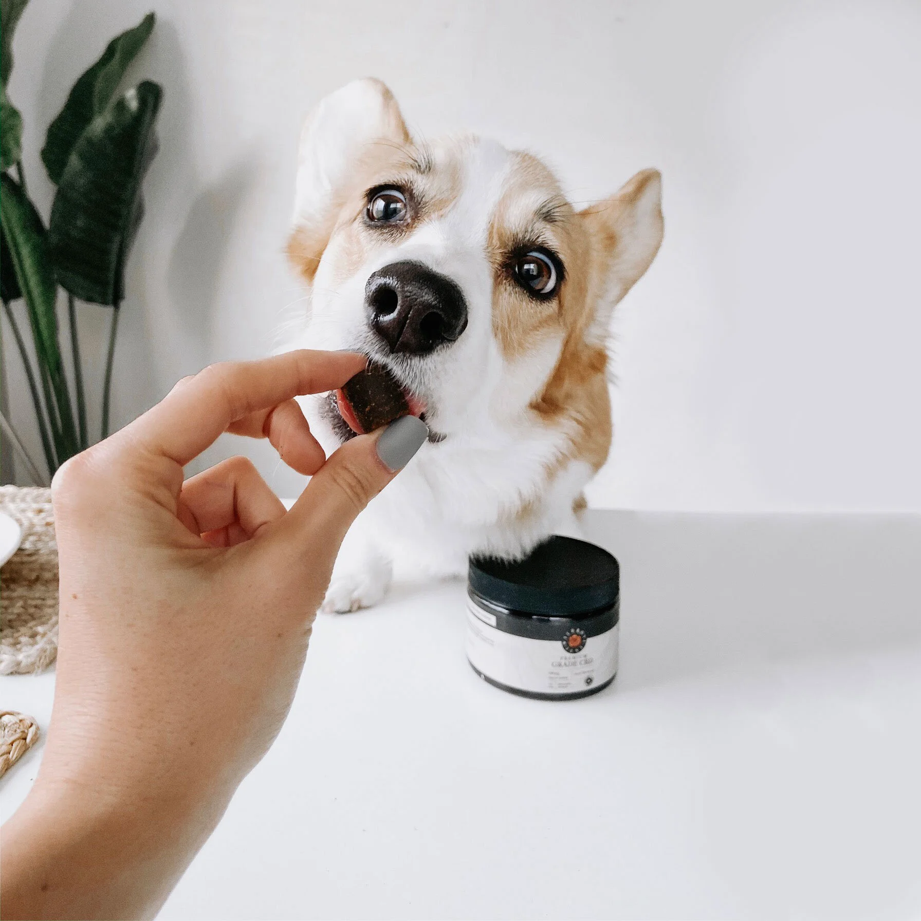 CBD to Reduce Your Dog's Anxiety Over the Holidays