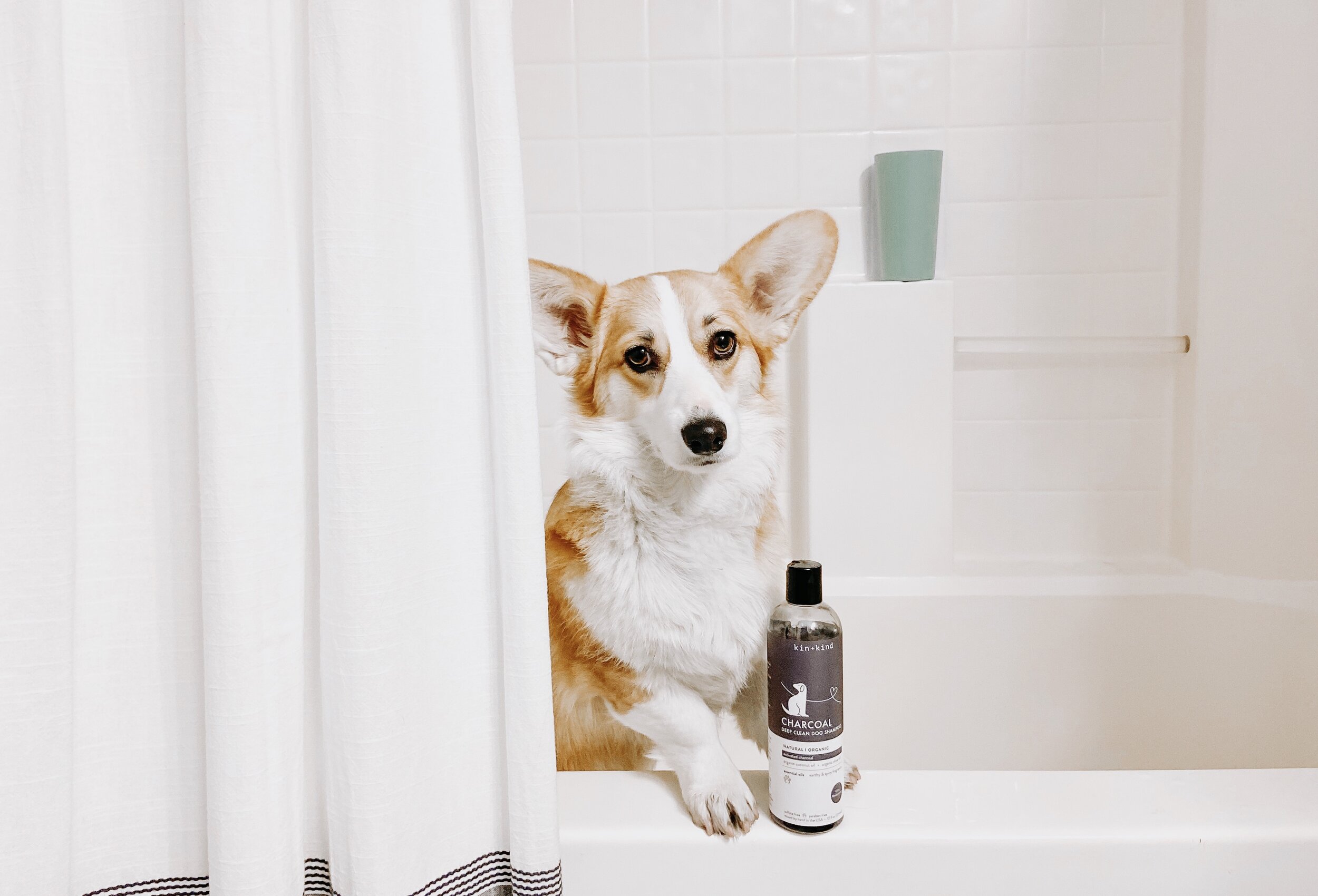 The Best Dog Products on  — Willo the Corgi