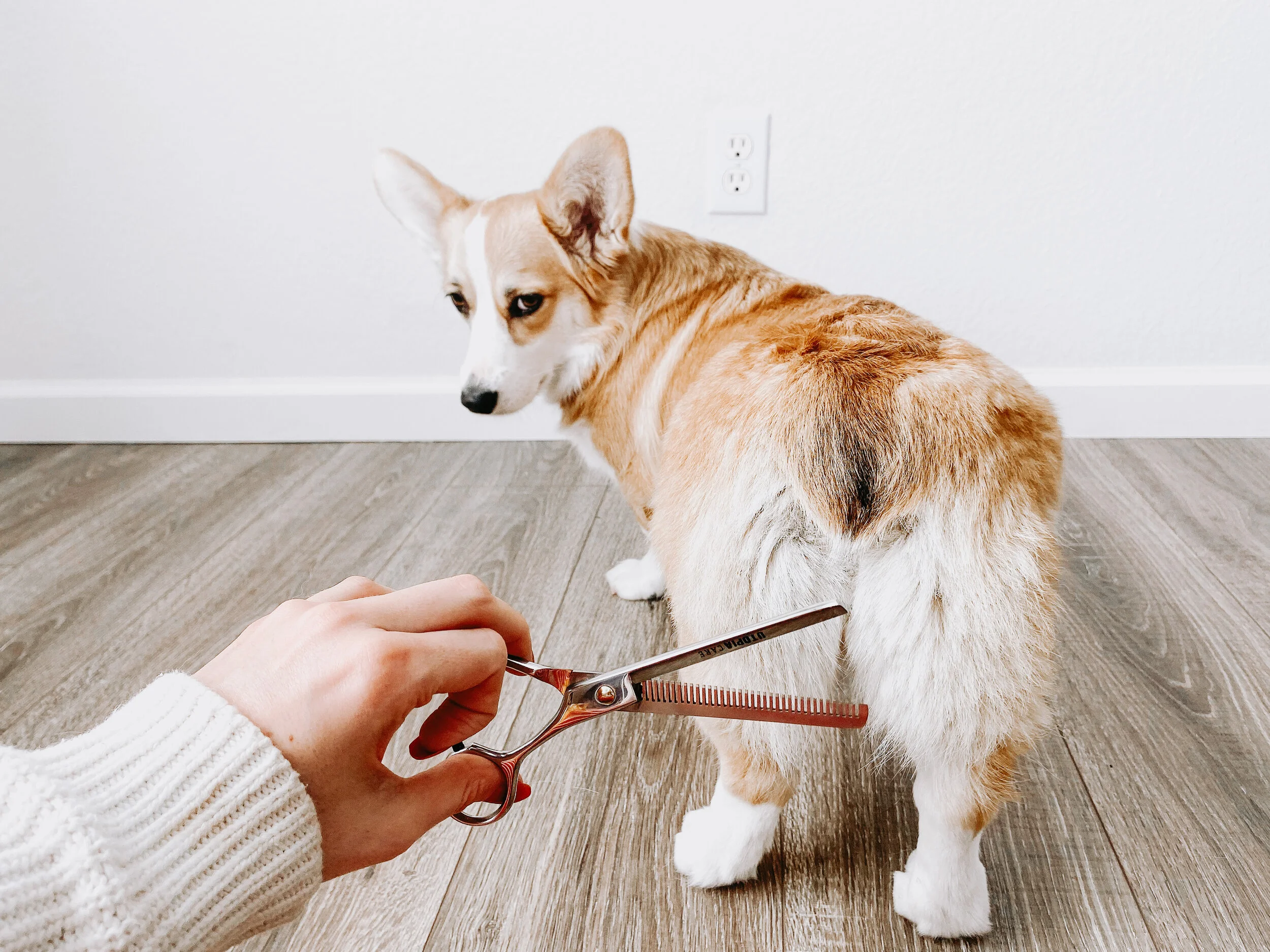 How To Groom Your Corgi Yourself at Home — Willo the Corgi - Home Grooming For Corgis Small Dogs