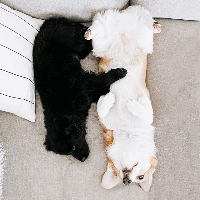 When you have to pee but your dog just fell asleep on your lap&hellip;
Swipe to see a cute video of these two snuggle bugs &rarr;