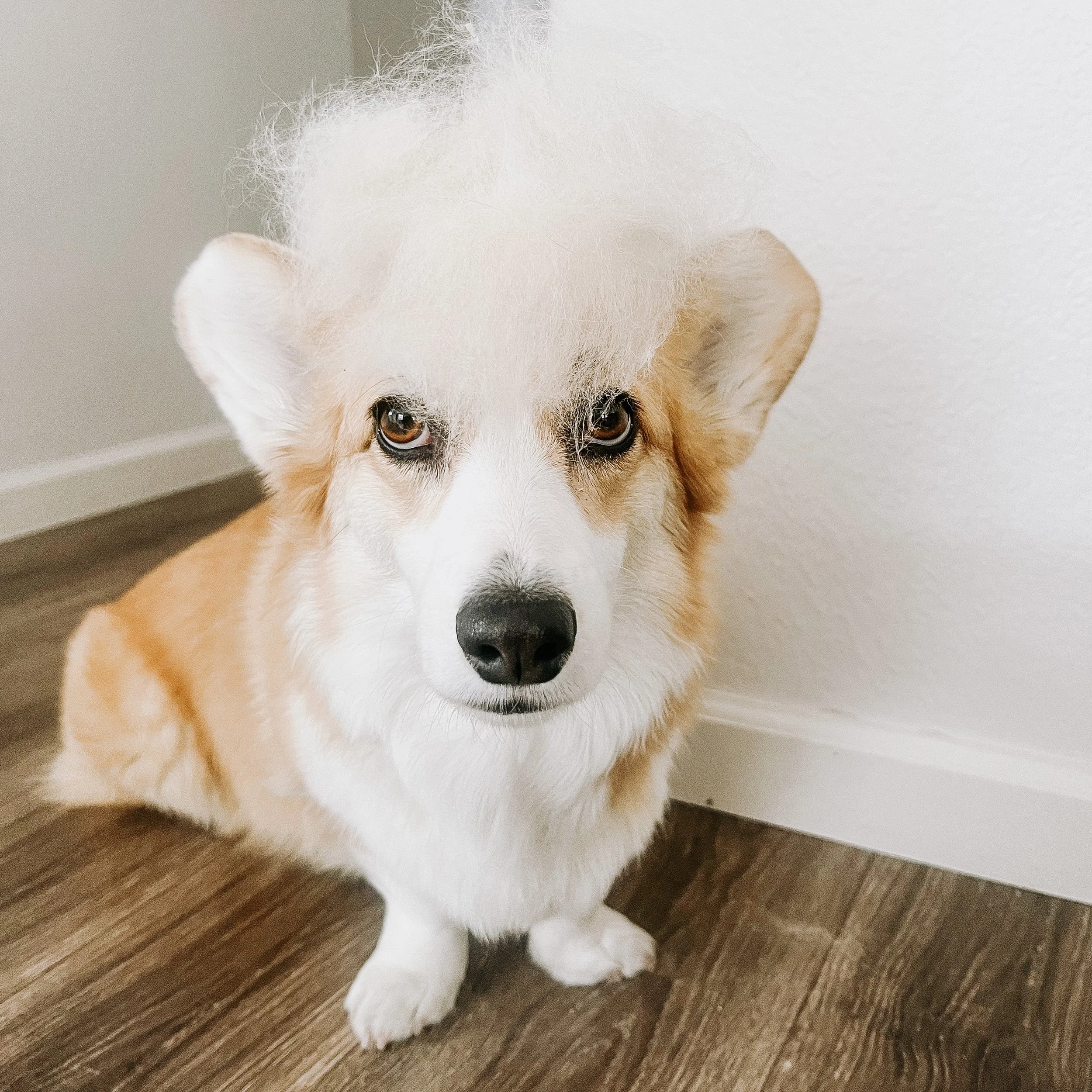 5 Reasons You Should Not Get A Corgi | The Negative Side of Having a Corgi and What To Expect