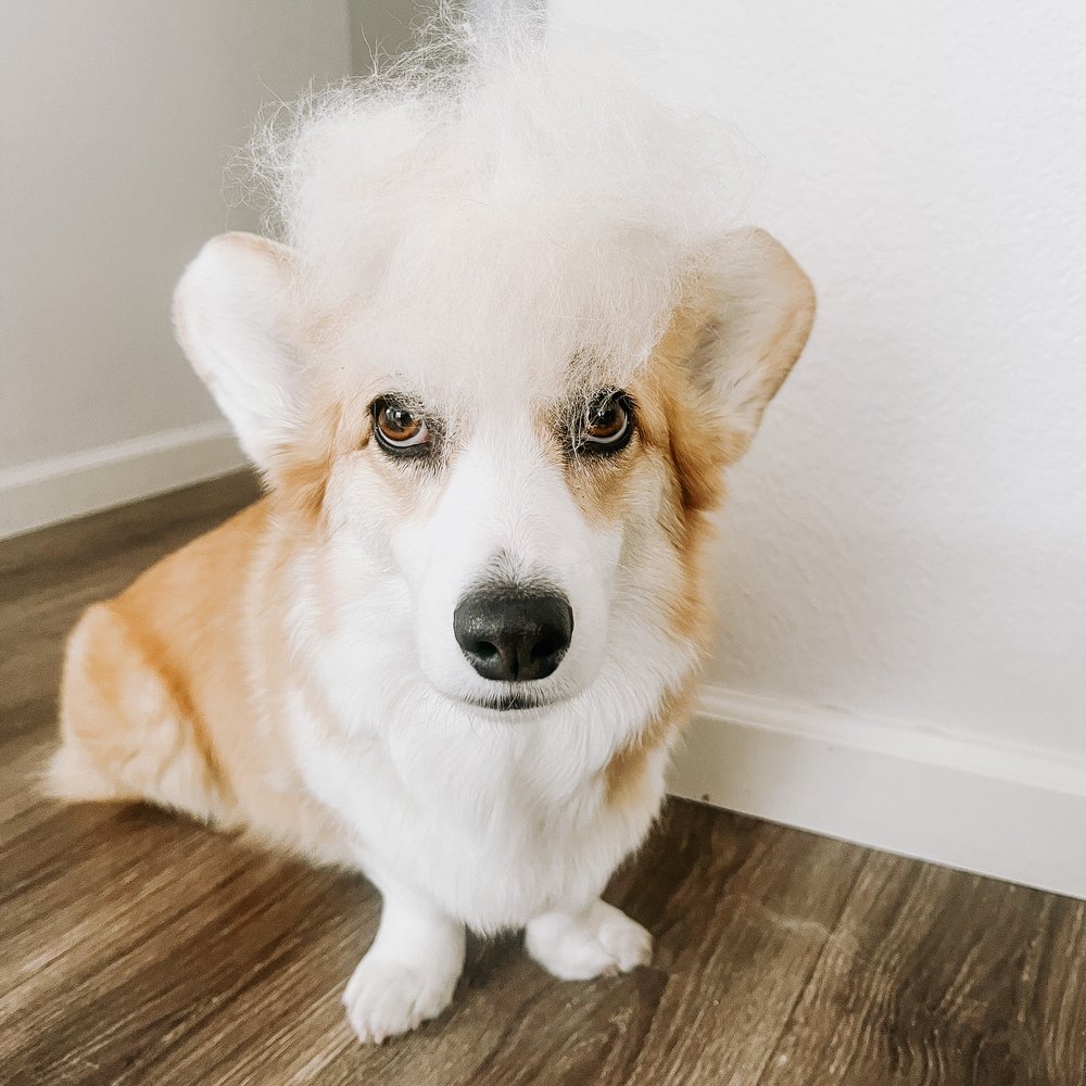 The Best Dog Products on  — Willo the Corgi