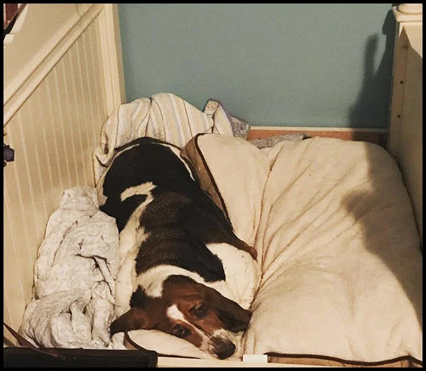 Dog+Bed+2+edit.b.jpg