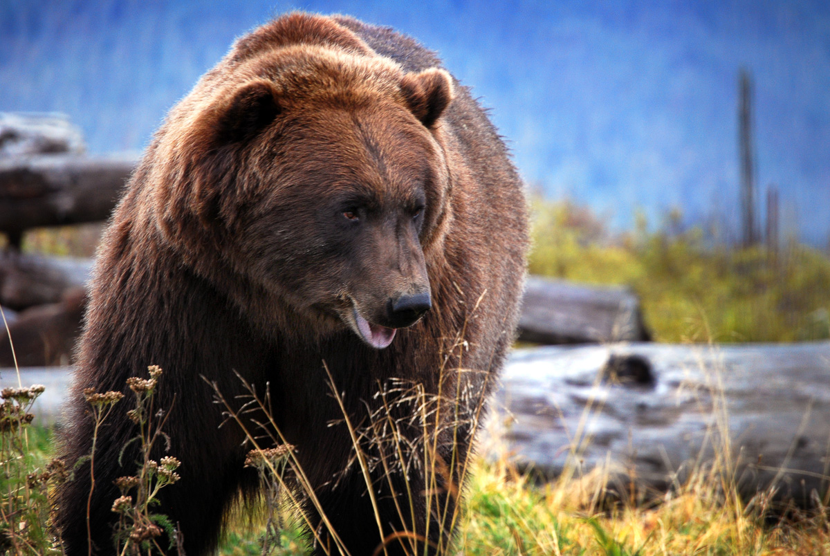 nature-wildlife-bear-alaska-1.jpg