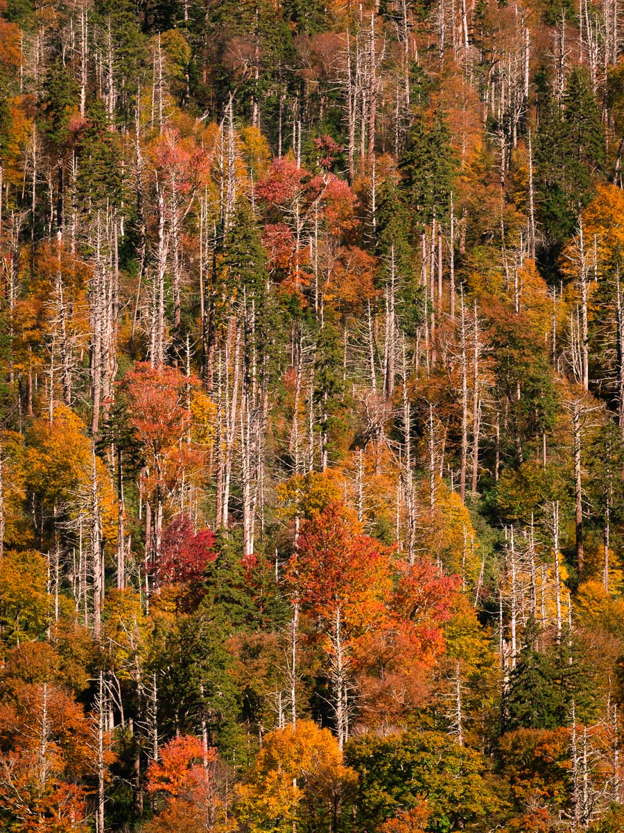 nature-trees-mountains-fall-1.jpg