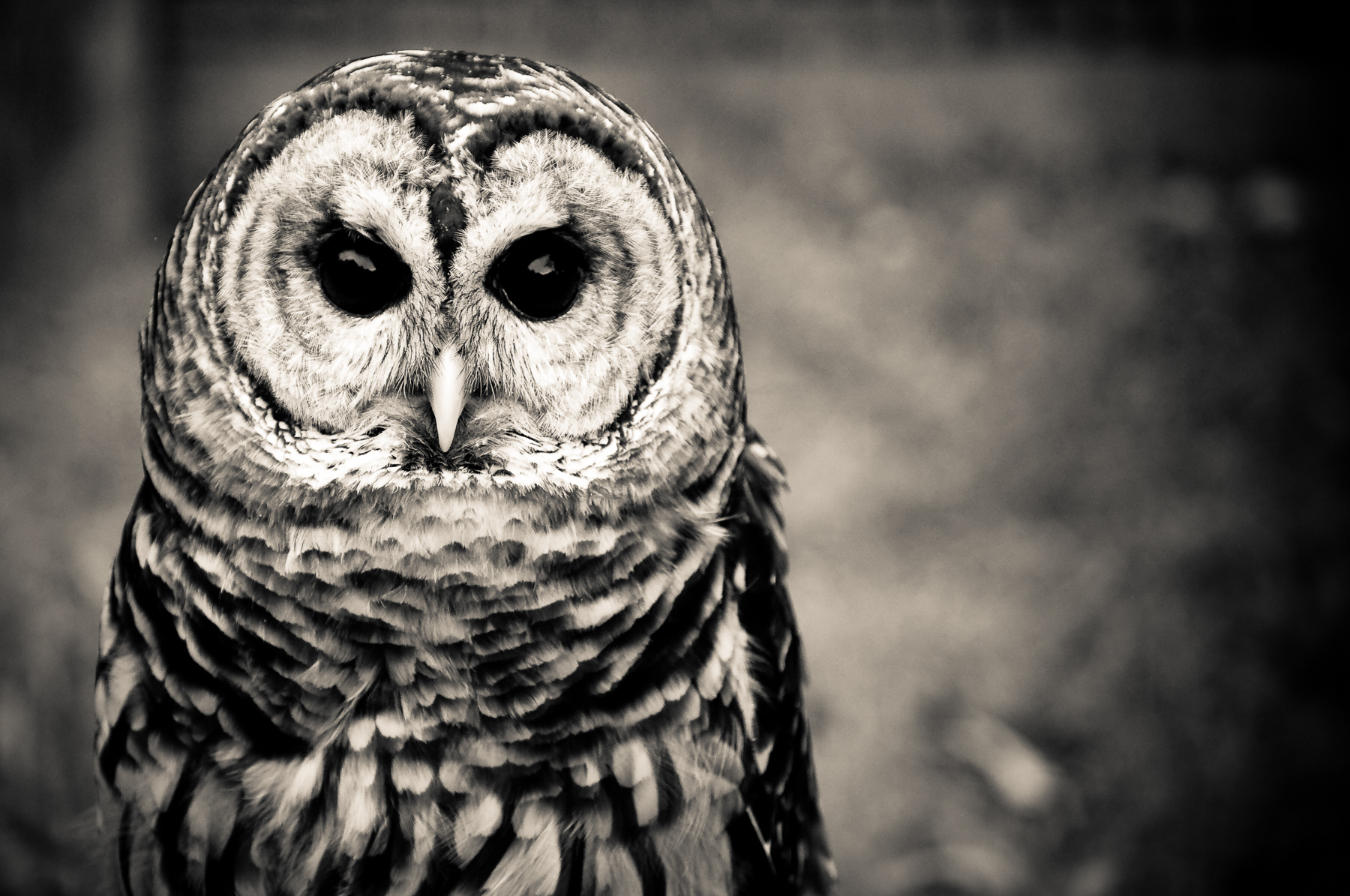 nature-wildlife-bird-owl.jpg