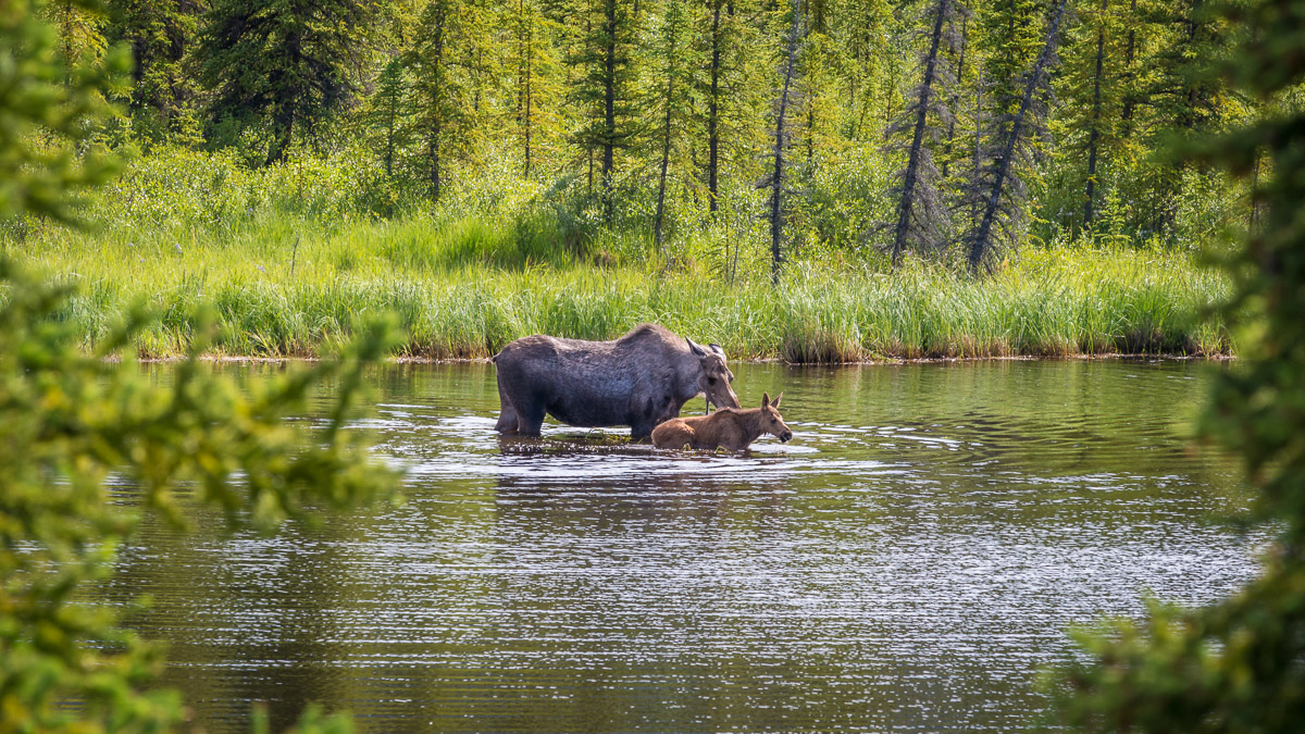 nature-wildlife-moose-alaska-1.jpg