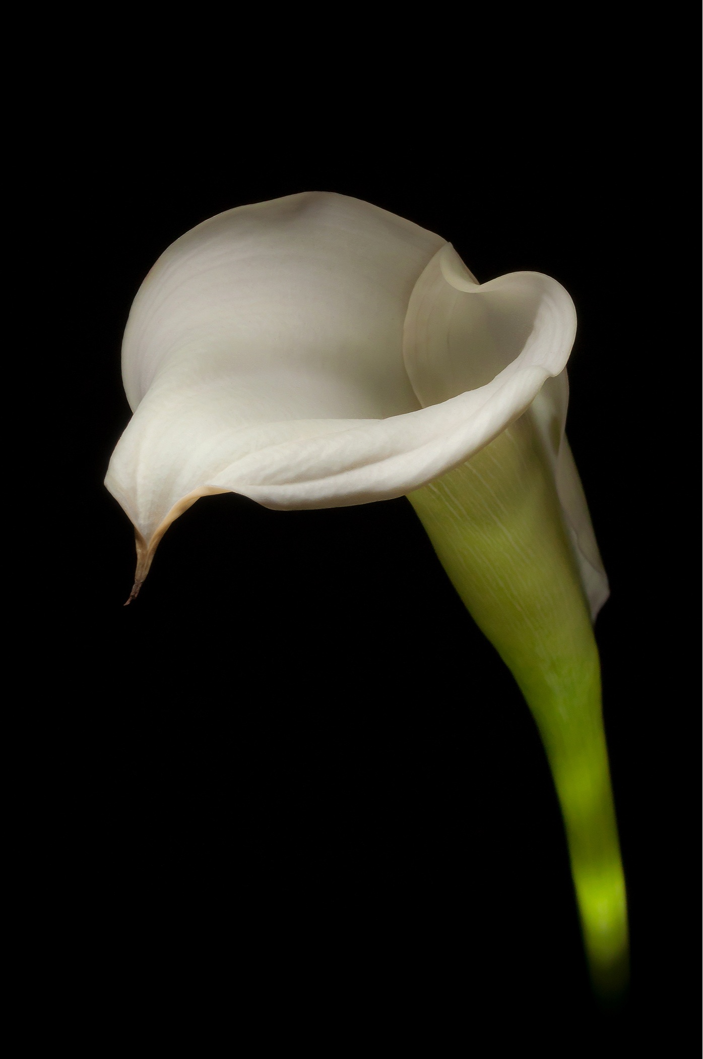 Cala Lily.jpg