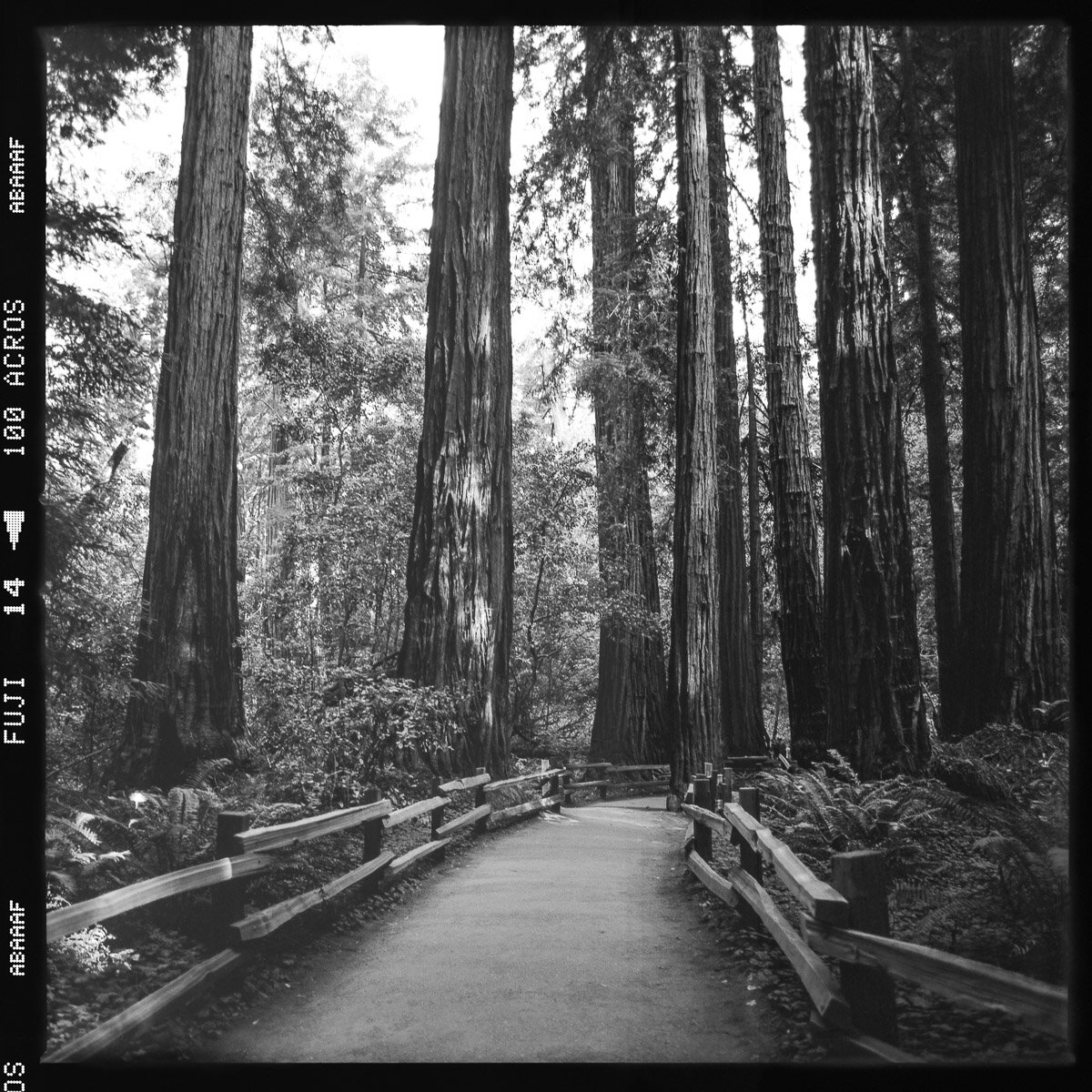 fineart-forest-film-bw-4.jpg