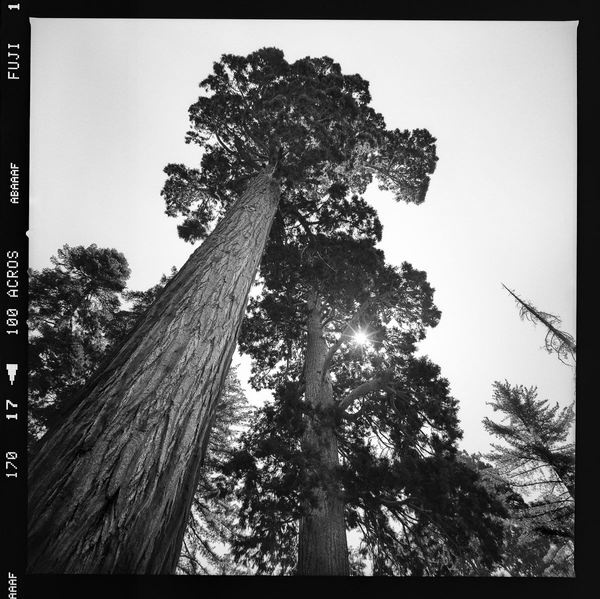 fineart-sequoia-tree--film-bw-1.jpg
