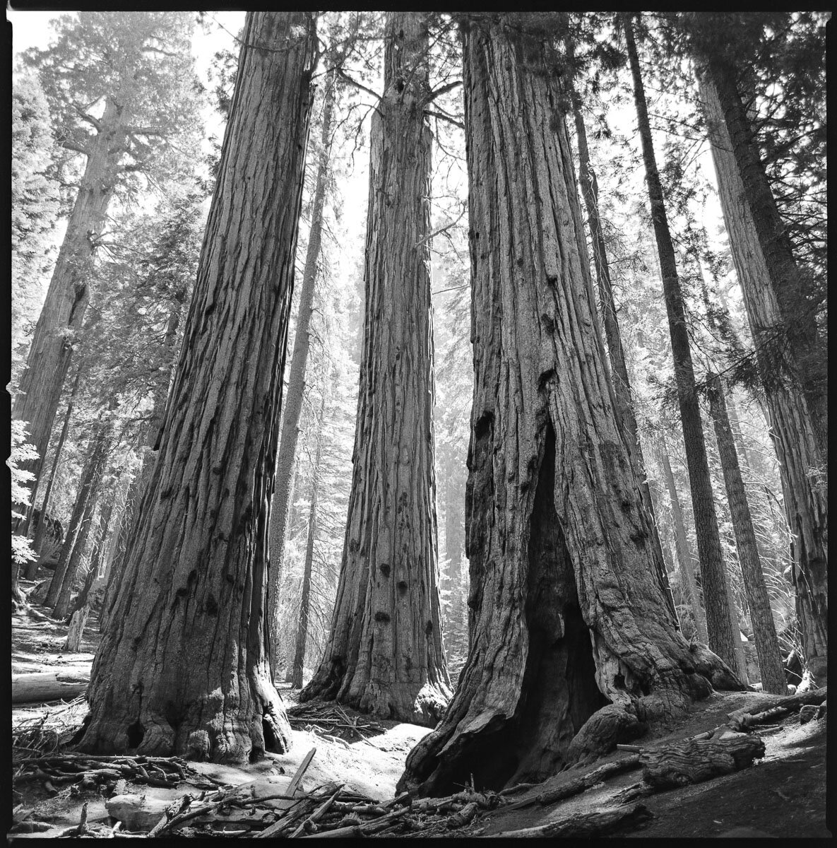 fineart-sequoia-tree--film-bw-2.jpg