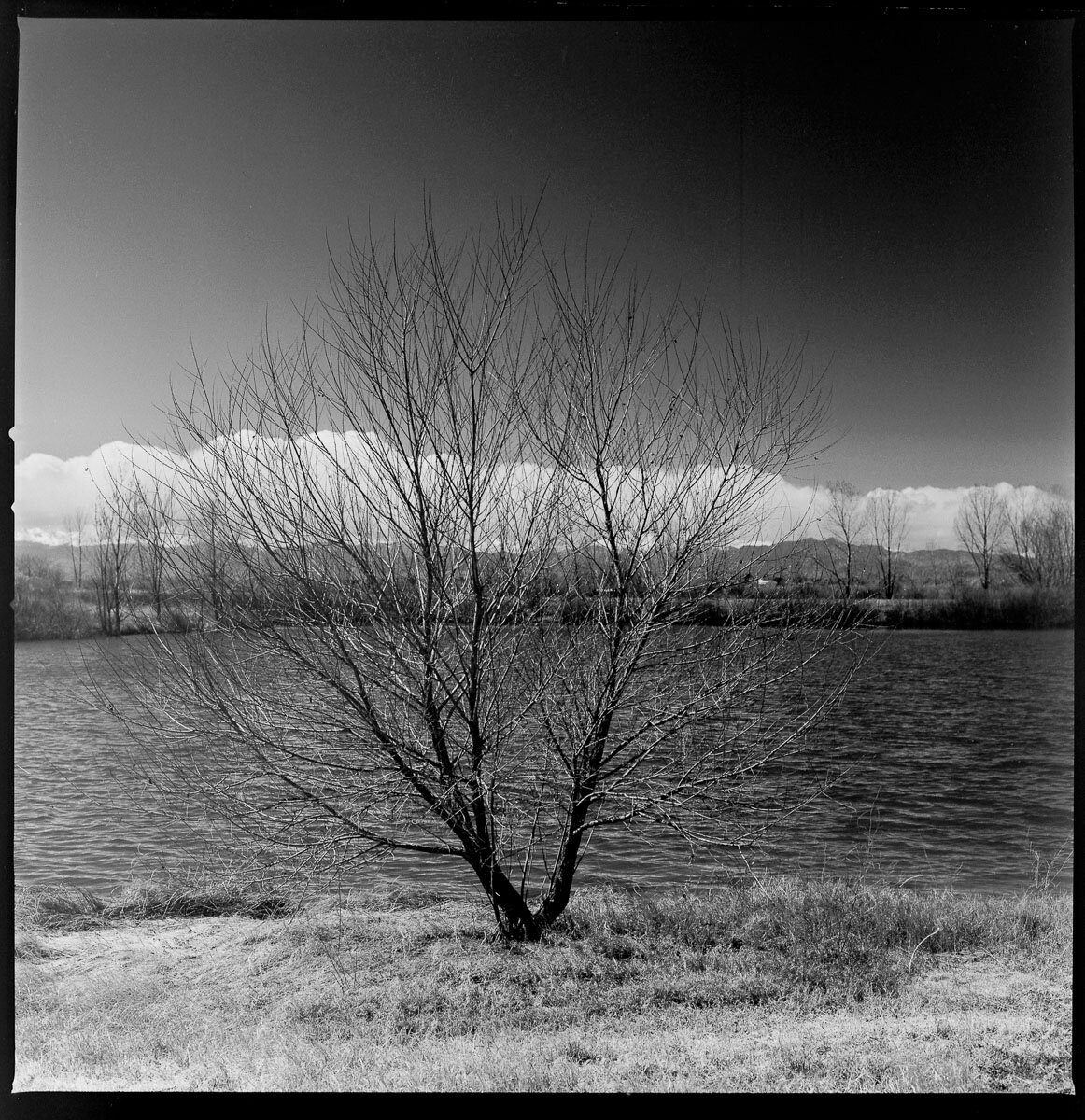 fineart-tree-film-bw-1.jpg