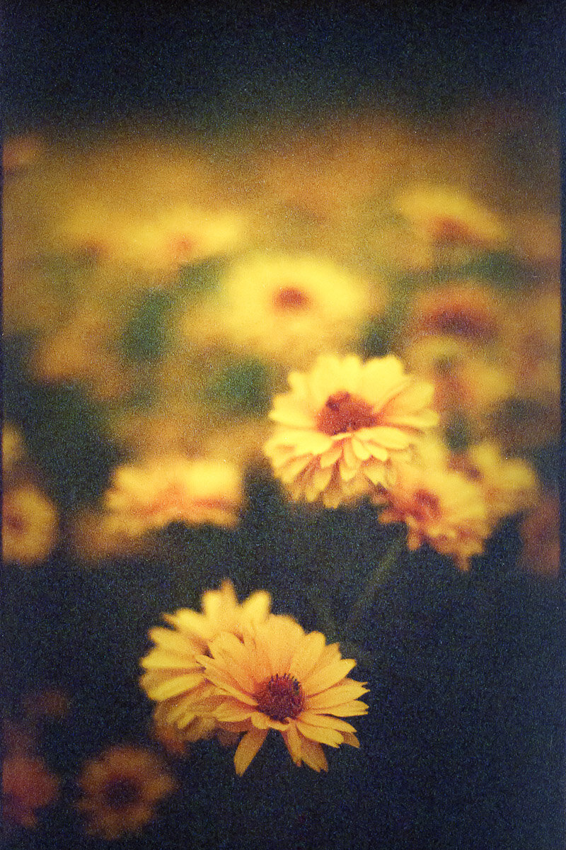 fineart-flowers-film-color-1.jpg