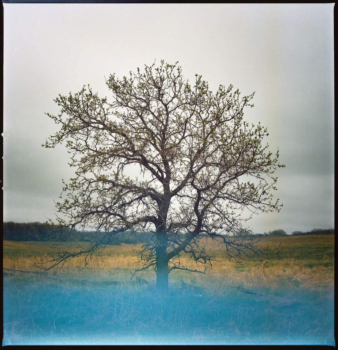 fineart-tree-film-color-1.jpg