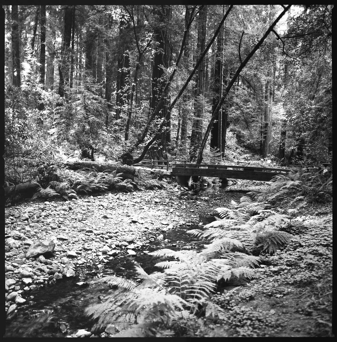 fineart-forest-film-bw-3.jpg