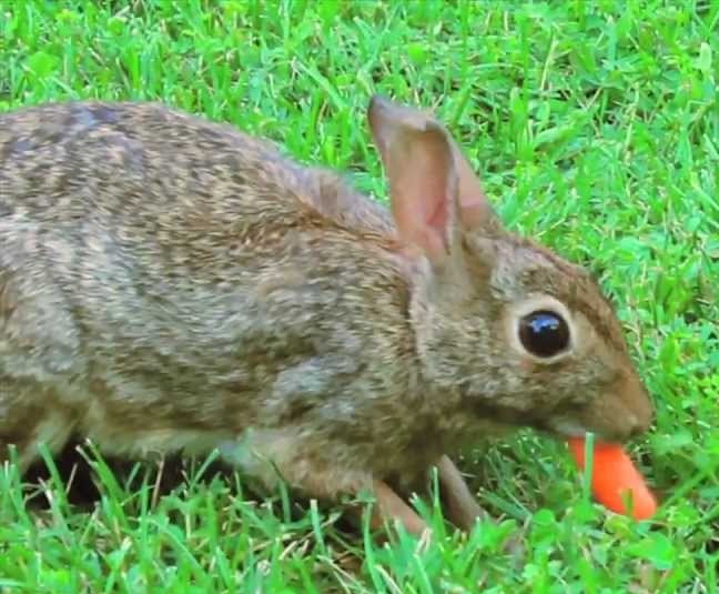 Selling into retail is like trying to feeding a wild rabbit