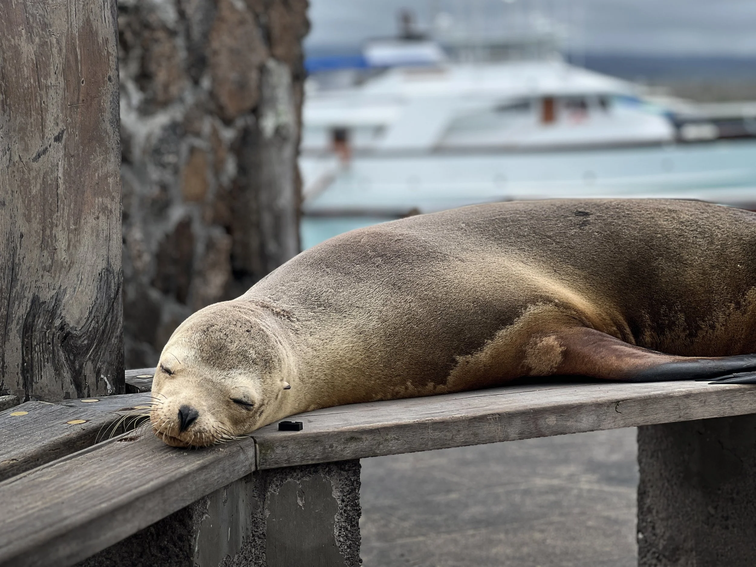Incubating Dreams In The Galápagos 