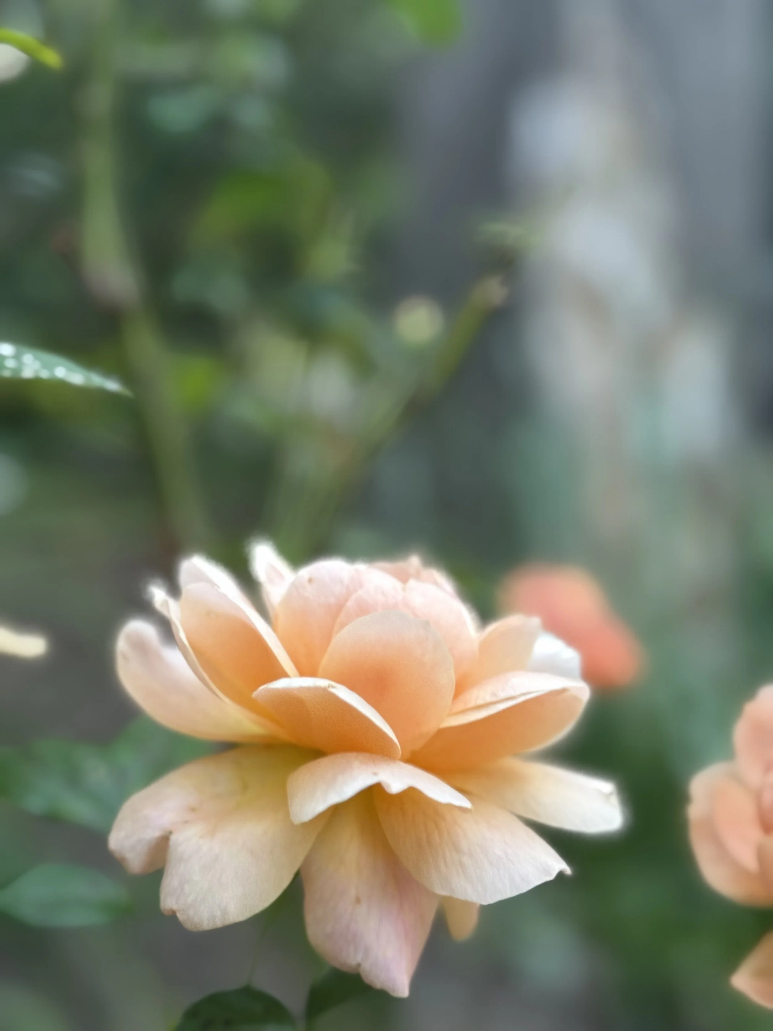Fresh Bloom &amp; June Offerings 