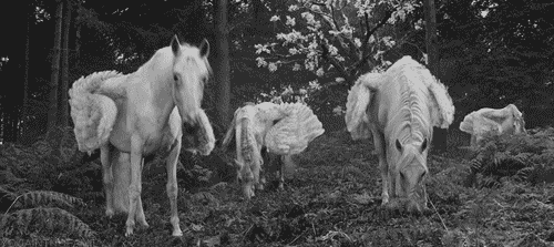 unicorn.gif