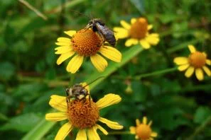 Urban Garden To-Do List