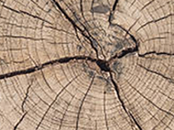 tree rings.gif.gif