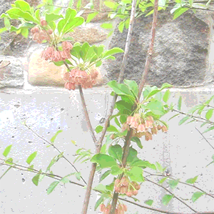 Urban-Landscapes.gif