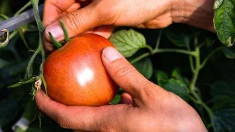 Exposing Forced Labor in Italian Tomato Purees: A Shocking Investigation