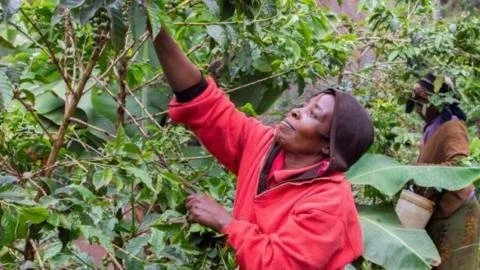 Kenya's Coffee Crisis: Farmers Battle Climate Change to Protect 'Black Gold'
