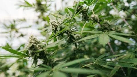 From Crisis to Control: UK's Major Win Against Thai Cannabis Smuggling