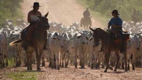 Is South America Poised to Ride the Wave of Trump's Trade Tariffs?