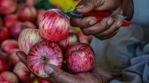 From Hot Climates to Sweet Apples: India's Quest for the Perfect Fruit