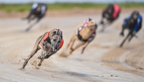 Will Greyhound Racing Run Out of Steam? Examining Its Controversial Future