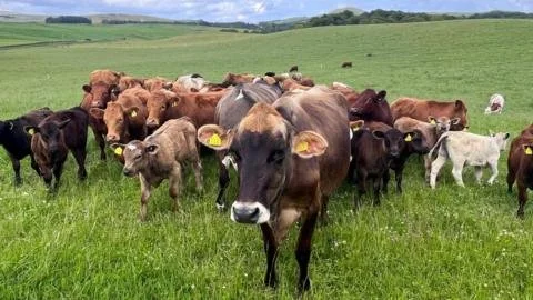 Is Scotland's Meat Industry Facing a Trade Tsunami?