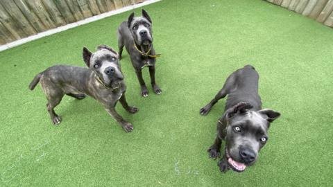 Paws Against Abuse: A Landmark Bill to Protect Pets from Mutilation and Illegal Importation