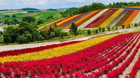 From Dairy to Digital: Hokkaido's Ambitious Transformation into a Semiconductor Powerhouse