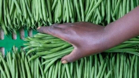 From Senegal to the UK: The Unsung Heroes of Your Vegetable Aisle