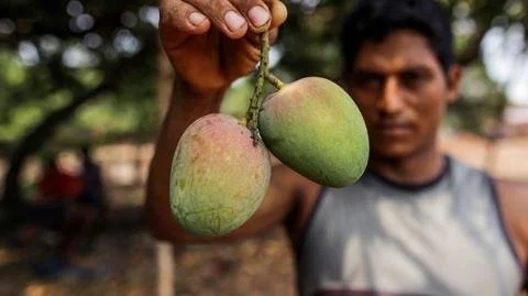 Revolutionizing Mango Farming: Techniques for a Sustainable Future