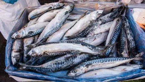Sustainable Seafood Crisis: Waitrose Takes a Stand Against Overfishing
