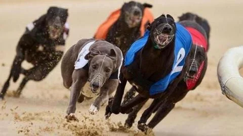 Wales Takes a Bold Step: The End of Greyhound Racing