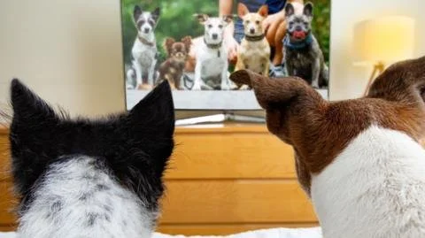 Canine Cinema: Are Dogs Really Watching TV? The Surprising Rise of Dog-Friendly Programming