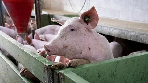 **Swine Fever Crisis: Can Spain's Pork Industry Survive?**